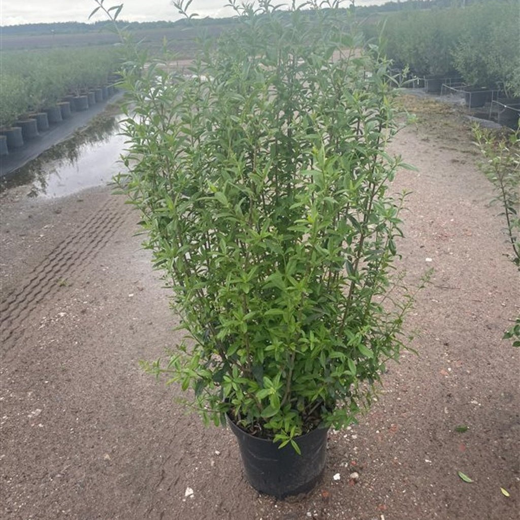 Liguster – Ligustrum vulgare 'Atrovirens' - C12 100/+ CM