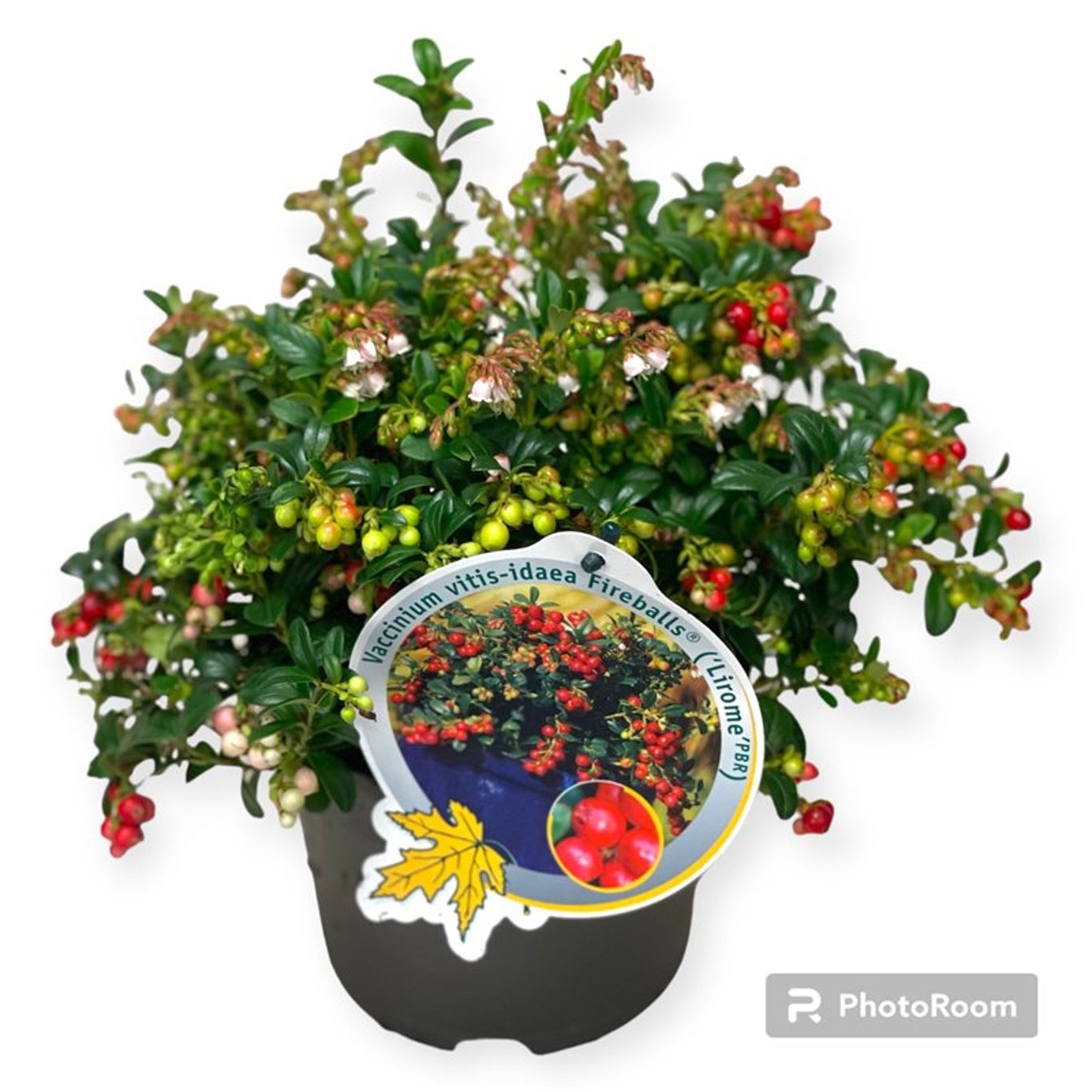 Lingon – Vaccinium vitis-idaea 'Fire Balls' - P13