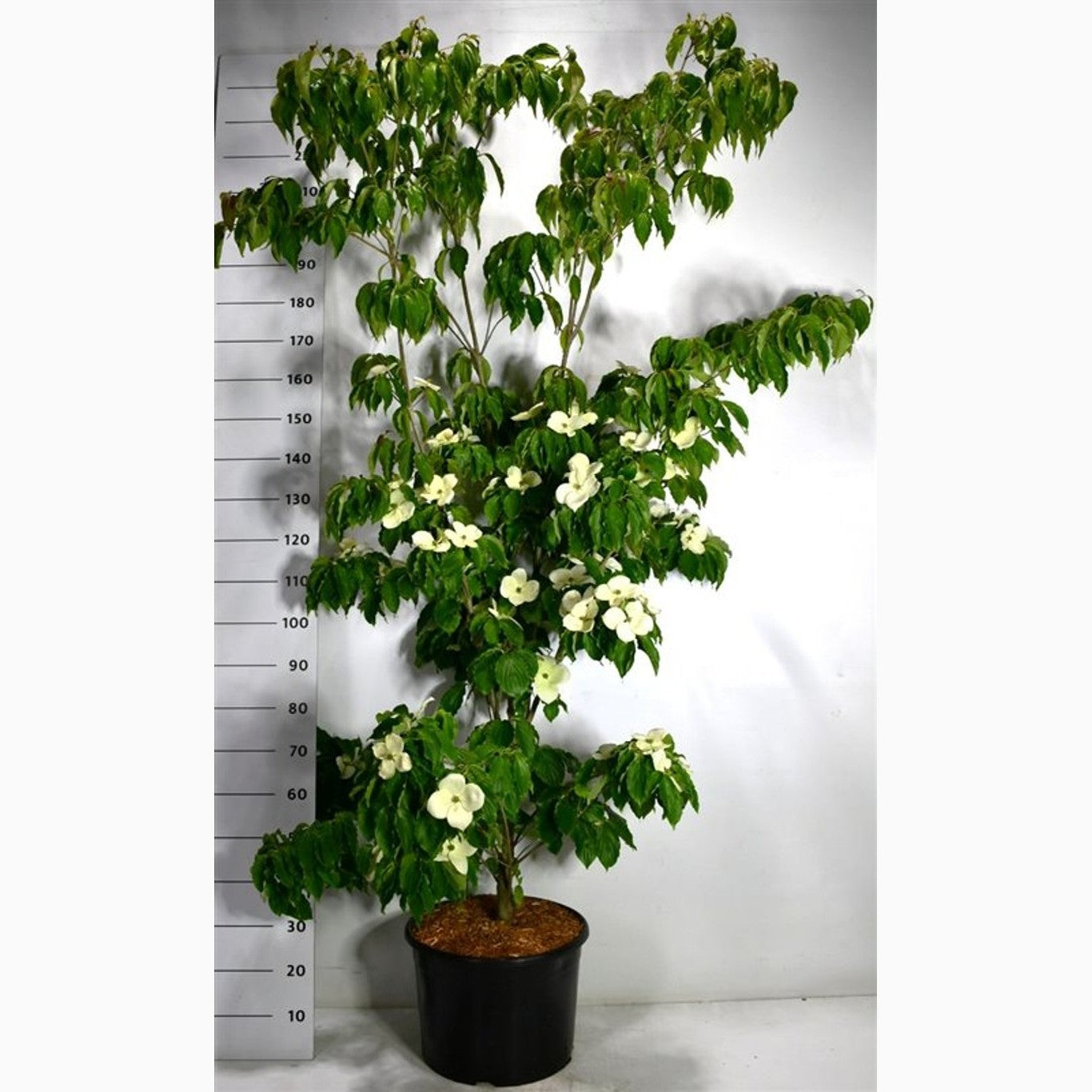 Japansk blomsterkornell – Cornus kousa 'Teutonia' - C25 175-200 CM