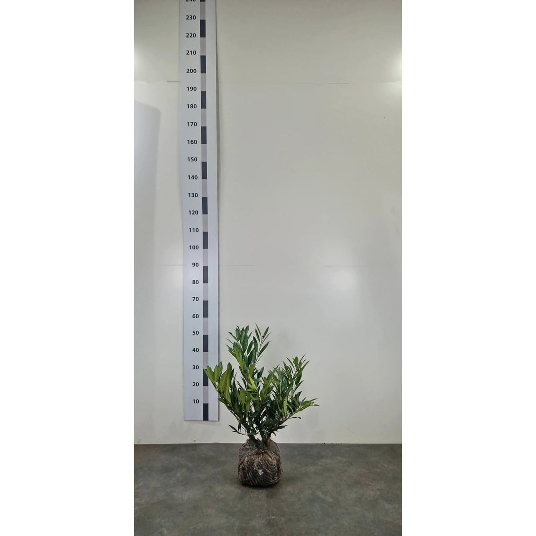 Lagerhägg – Prunus laurocerasus &