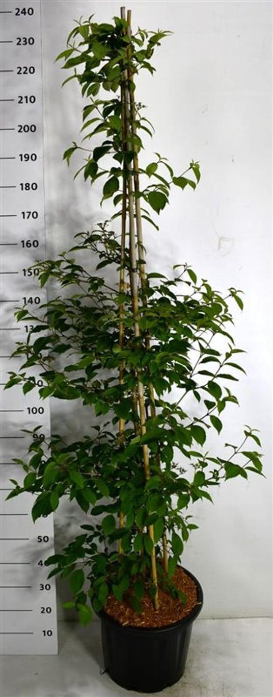 Japanskt olvon – Viburnum plicatum &