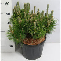 Japansk svarttall – Pinus thunbergii 'Sayonara' - C13 40-50 cm.
