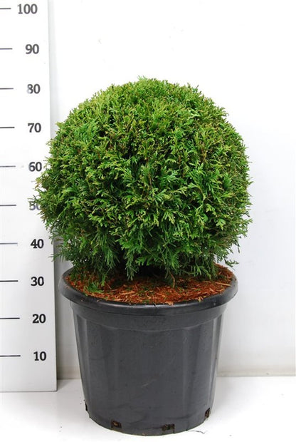 Thuja – Thuja occidentalis &