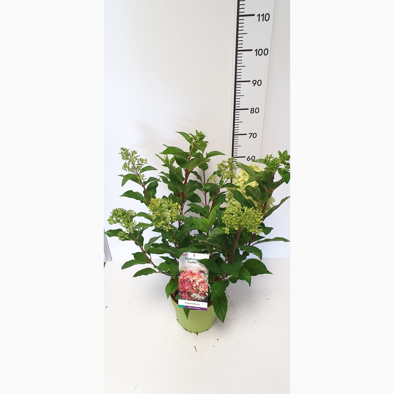 Syrenhortensia – Hydrangea paniculata 'Graffiti' - C7.5 50-60 CM