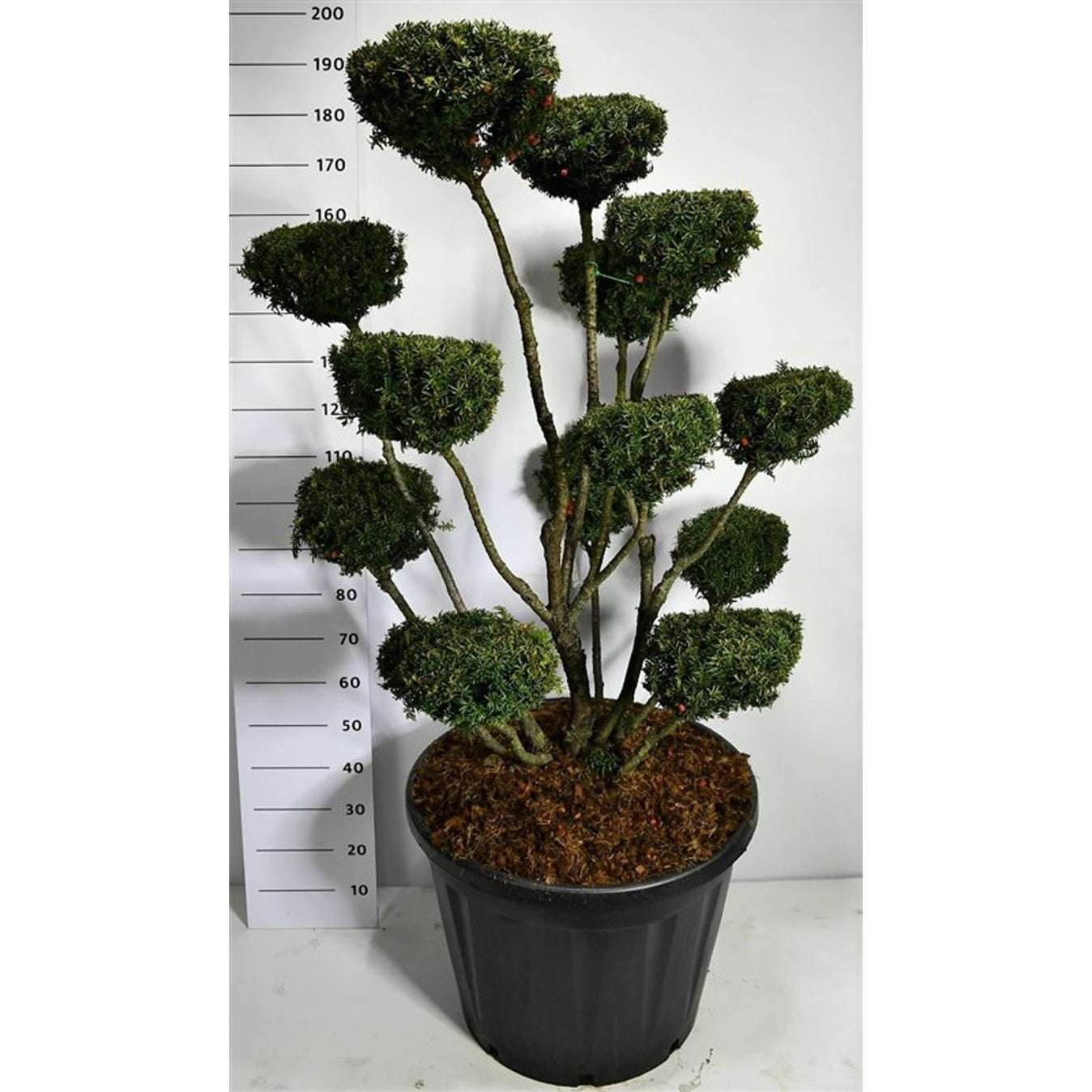 Hybrididegran – Taxus media 'Hicksii' - C130 120-140 cm. Bonsai