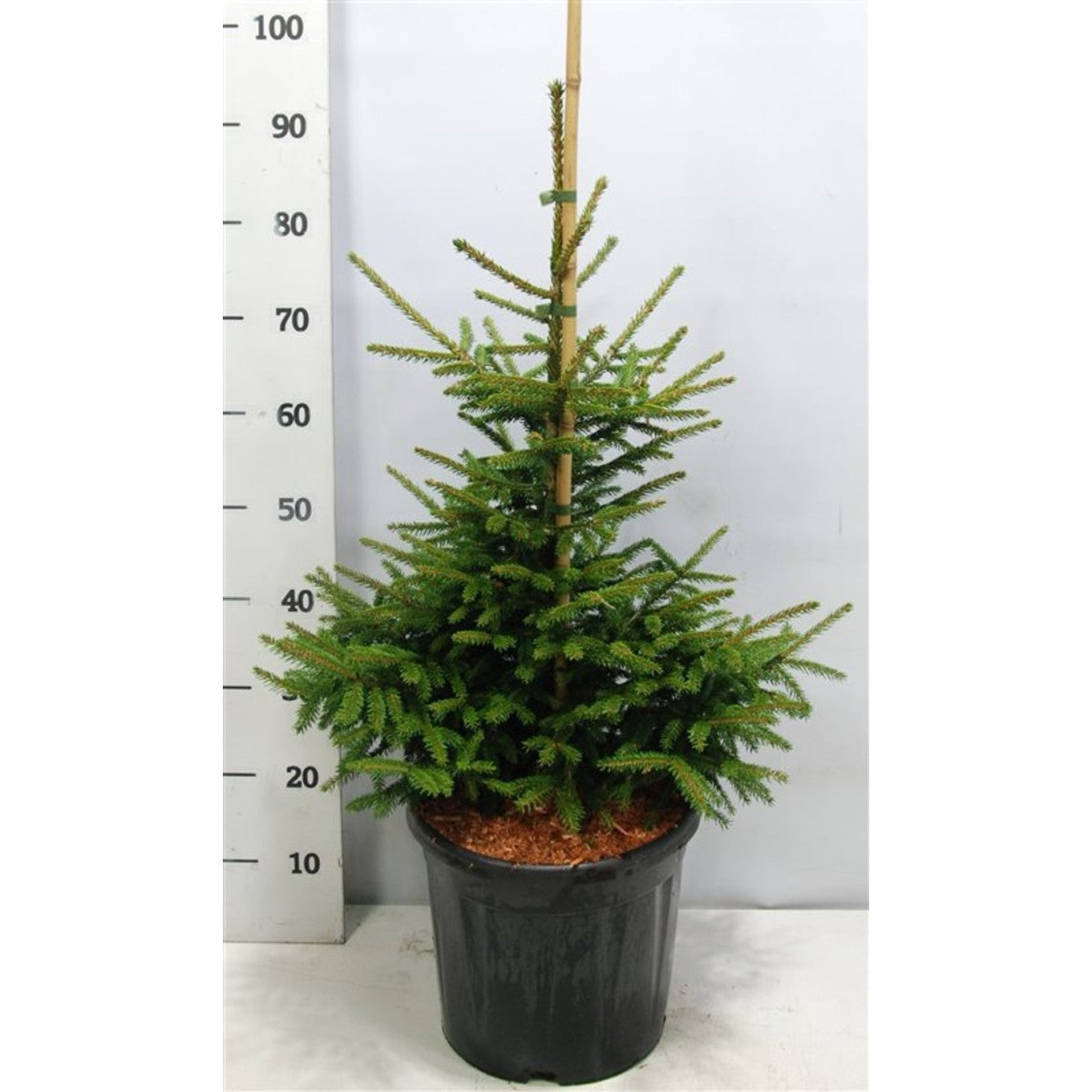 Orientalisk gran – Picea orientalis 'Aureospicata' - C13 50-60 cm.