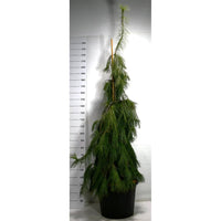 Västra vit­tall – Pinus strobus 'Pendula' - C65 180-200 cm.