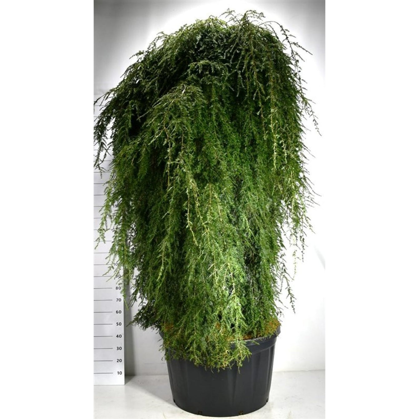 Hemlock – Tsuga canadensis 'Pendula' - C280 200 cm. Stam