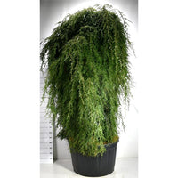 Hemlock – Tsuga canadensis 'Pendula' - C280 200 cm. Stam