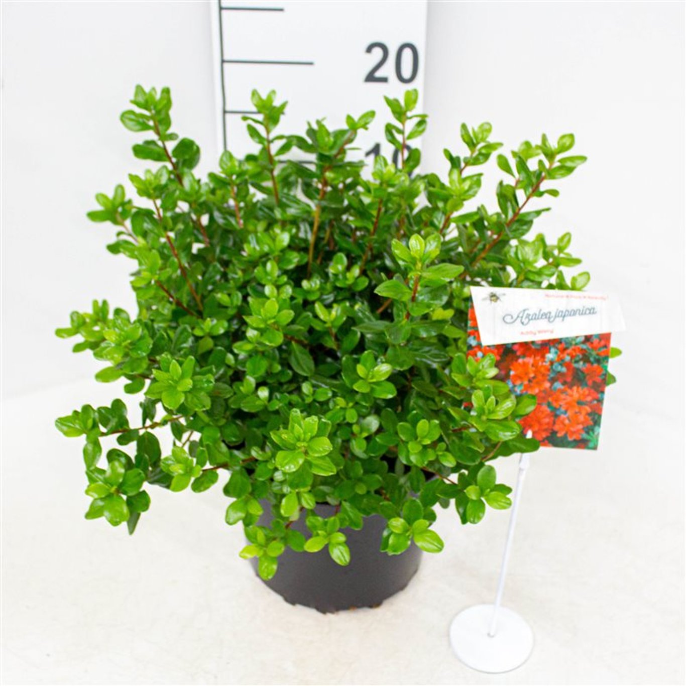 Rhododendron – Rhododendron (AJ); 'Addy Wery' - C4 25-30 CM