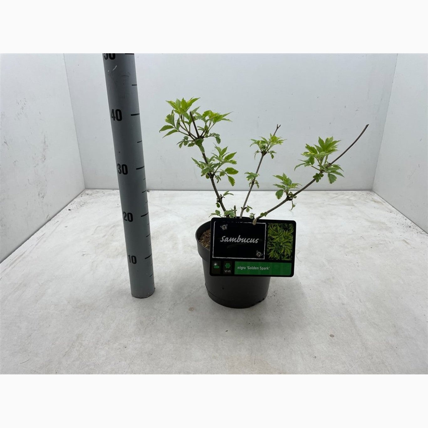 Fläder – Sambucus nigra 'Gold Spark' - C3