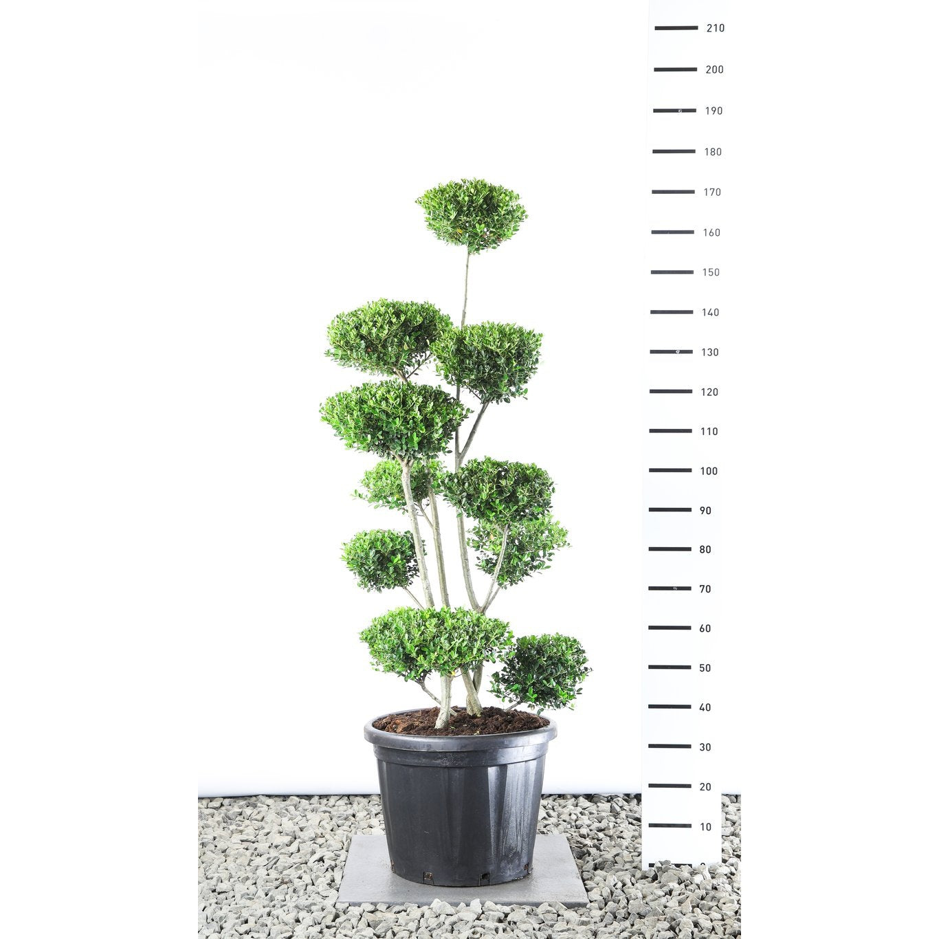 Japansk järnek – Ilex crenata 'Green Hedge' - 120-140 CM Multiplateau EXTRA iin Cont.