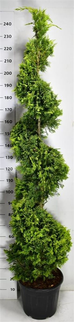 Cypresscypress – Cupressocyparis leylandii &