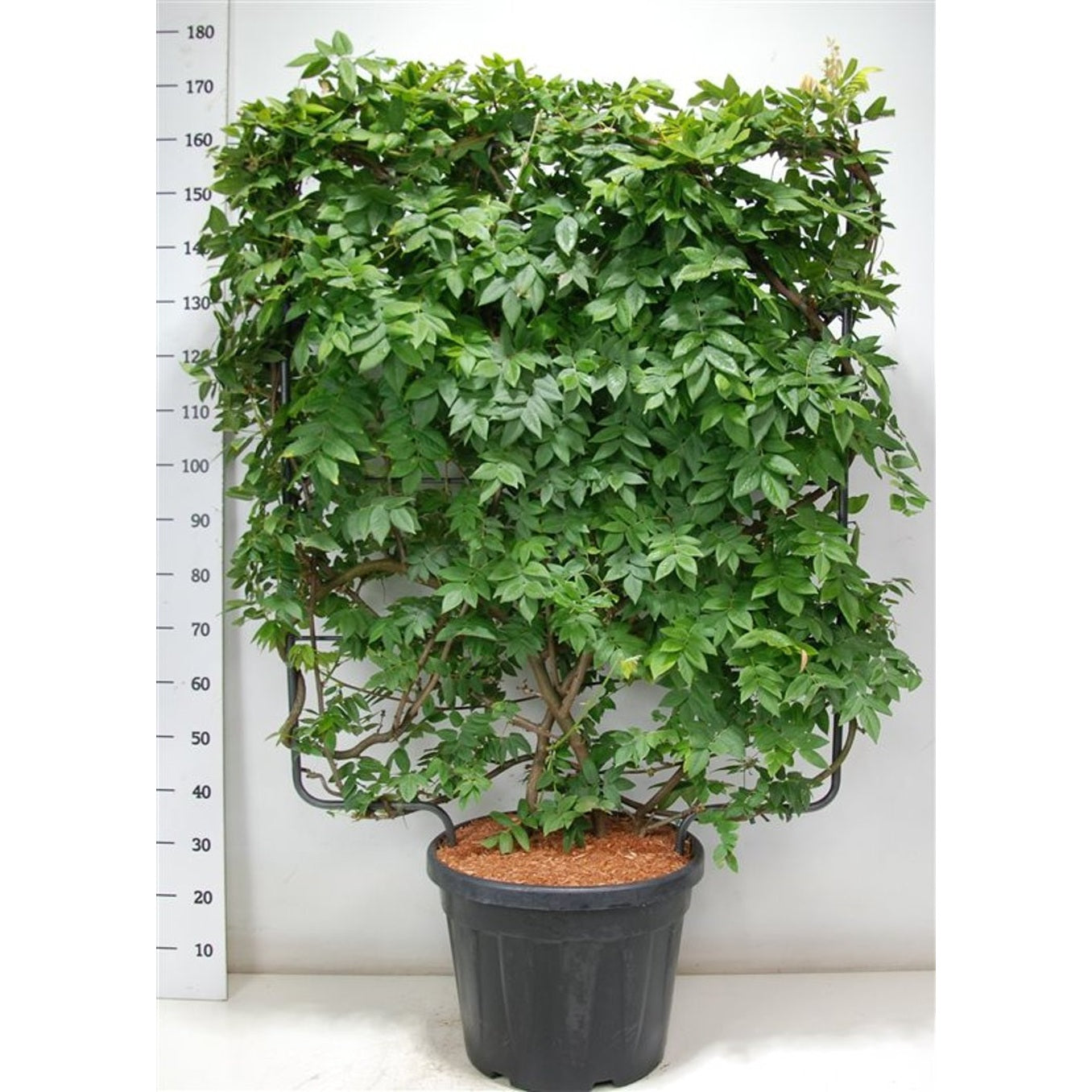 Japansk blåregn – Wisteria brachybotrys 'Yokohama fuji' - C45 120 cm. Scherm