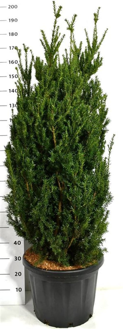 Hybrididegran – Taxus media &