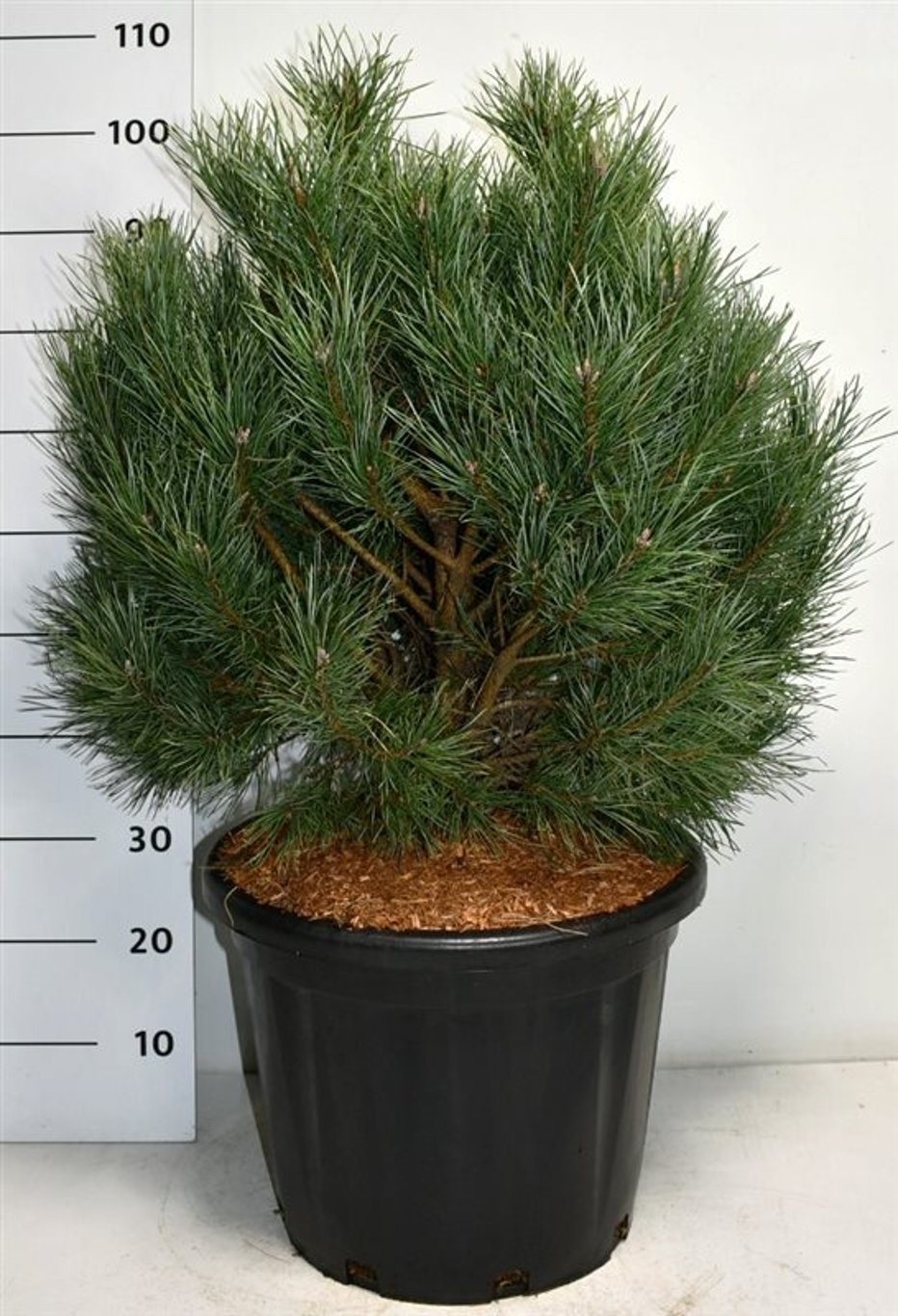 Tall – Pinus sylvestris 'Watereri' - C35 60-80 cm.