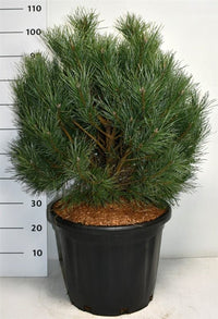 Tall – Pinus sylvestris 'Watereri' - C35 60-80 cm.