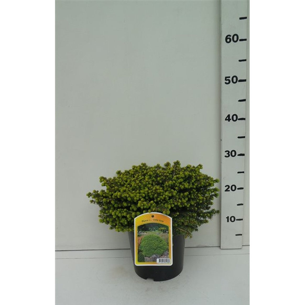 Gran – Picea abies 'Little Gem' - C3 25-30 CM