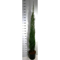 Pelar-en – Juniperus scopulorum 'Blue Arrow' - C18 175-200 cm.