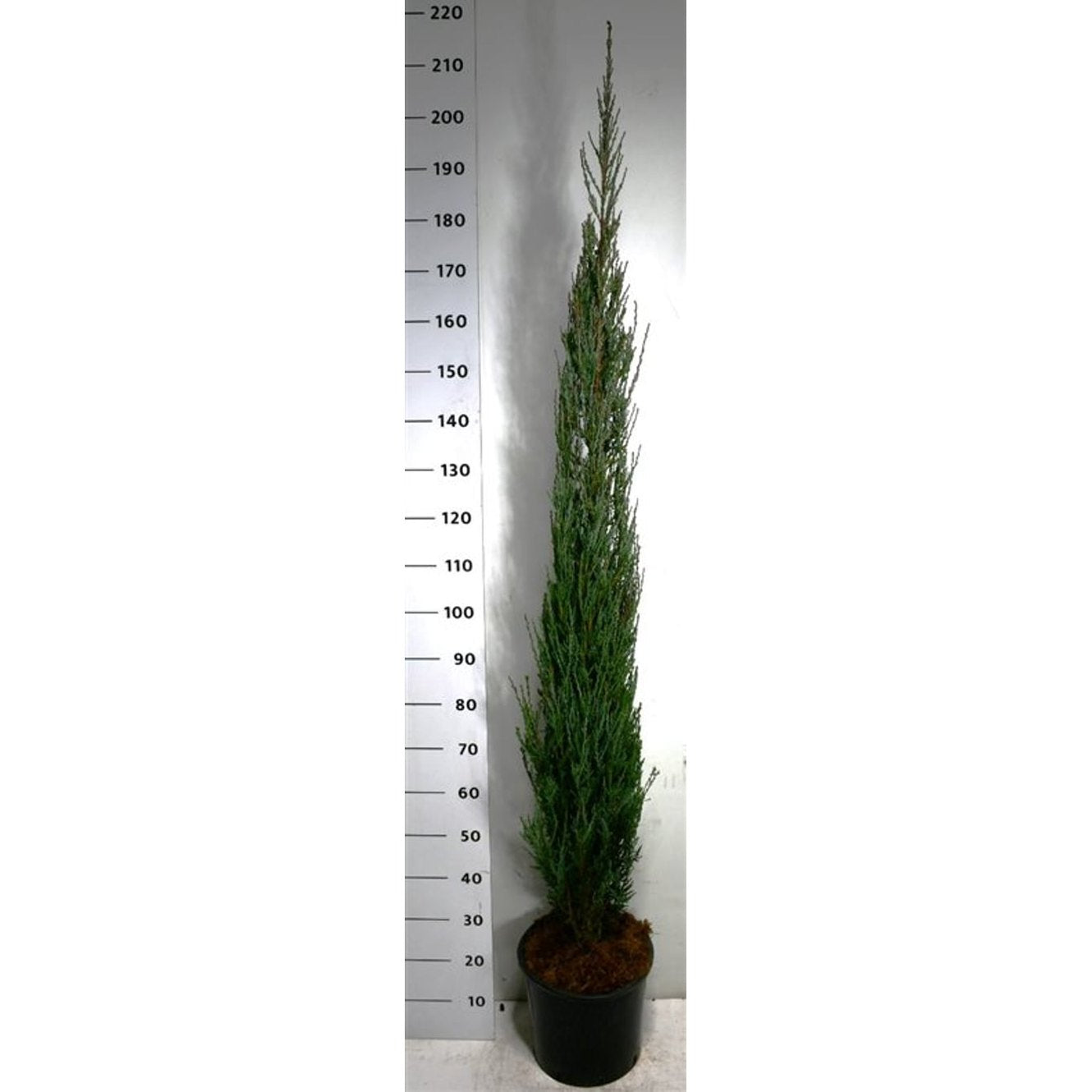 Pelar-en – Juniperus scopulorum 'Blue Arrow' - C18 175-200 cm.