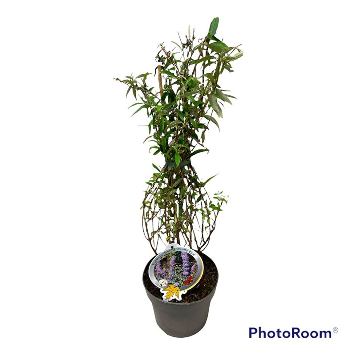 Sommarlilja – Buddleja d. 'Nanho Blue' - C3 50-60 CM