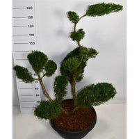 Pfitzer-en – Juniperus pfitzeriana 'Mint Julep' - C50 125-150 cm. Bonsai