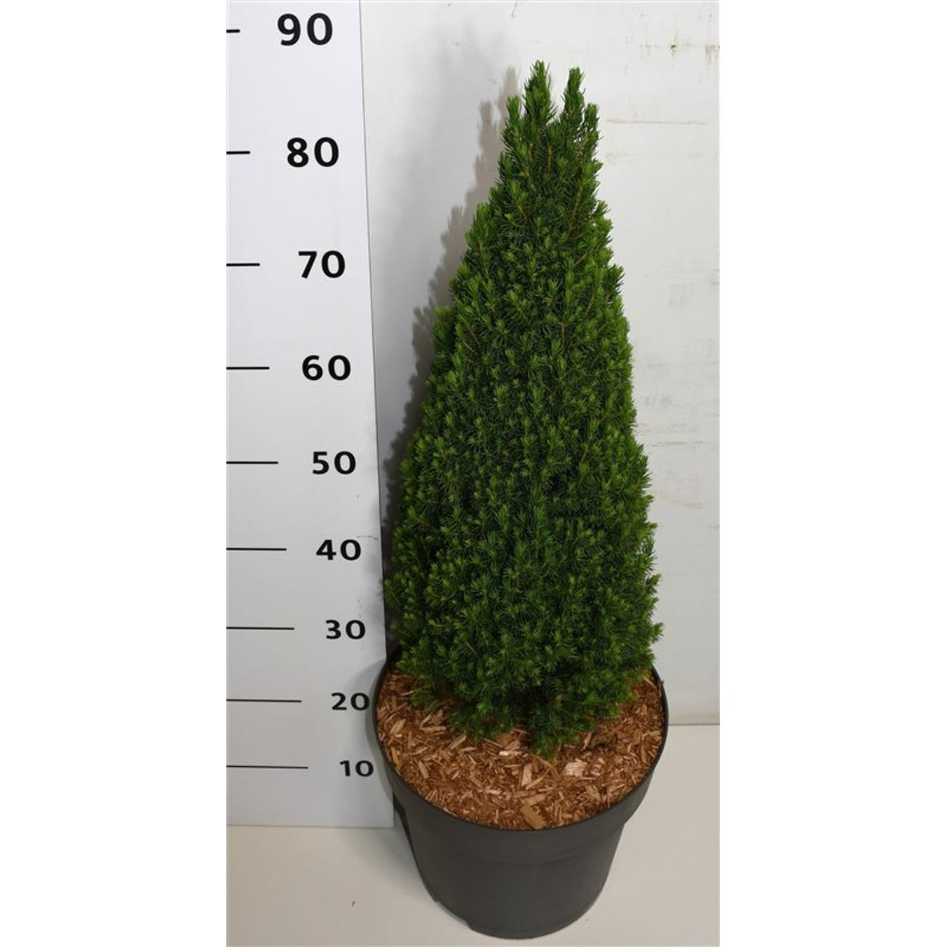 Vitgran – Picea glauca 'Zuckerhut' - C12 60-70 CM