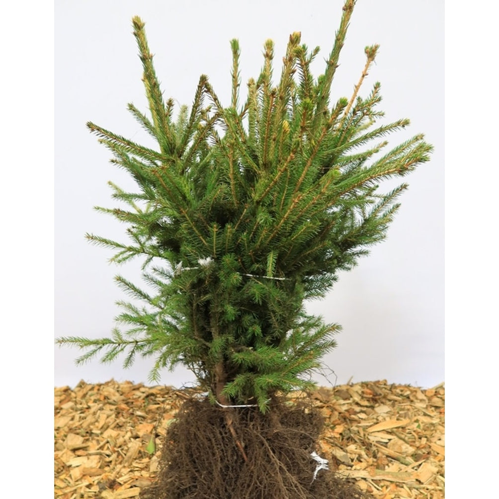 Youngplants bare roots