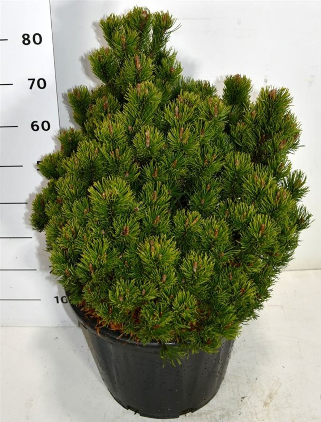 Bergtall – Pinus mugo 'Picobello' - C35 50-60 cm.