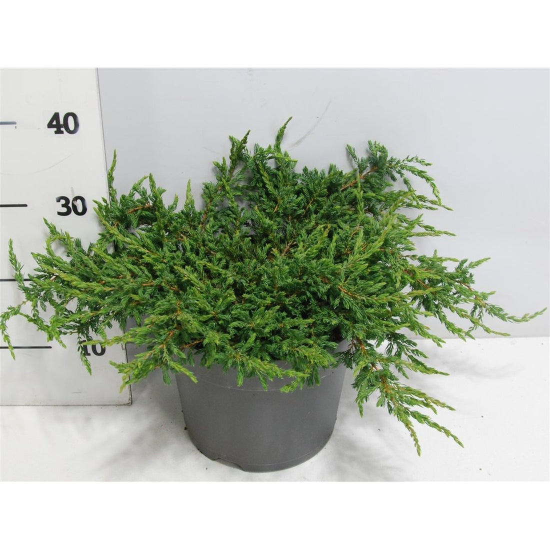 En – Juniperus communis &