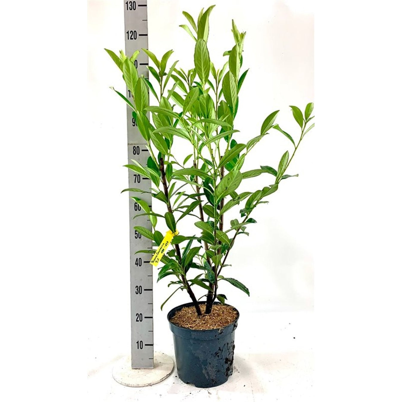 Lagerkörsbär – Prunus laurocerasus 'Caucasica' - C7,5 100-125 CM