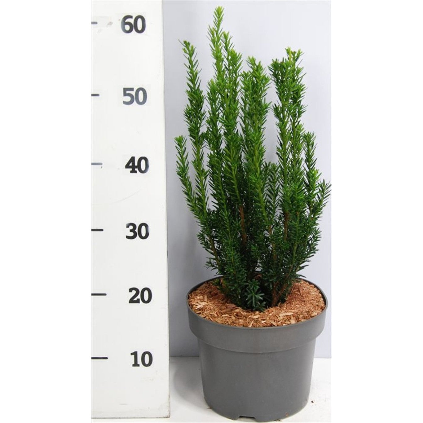 Hybrididegran – Taxus media 'Hillii' - C5 50-60 CM