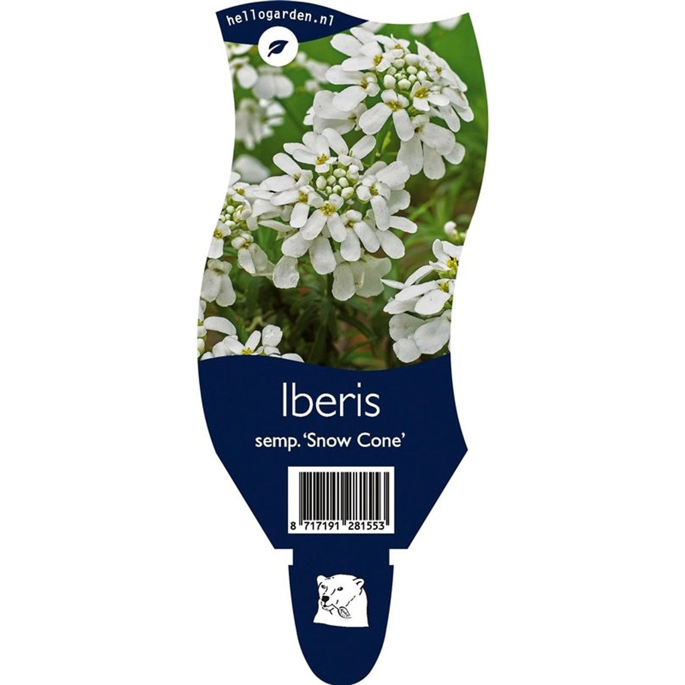 Snöflinga – Iberis sempervirens 'Snow Cone' - P11