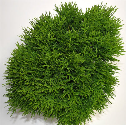Thuja – Thuja occidentalis &