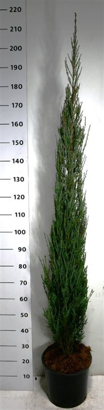 Pelar-en – Juniperus scopulorum &