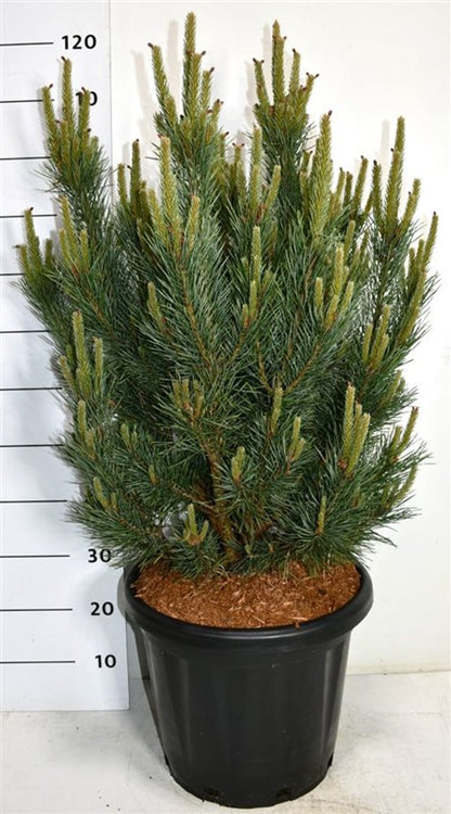 Tall – Pinus sylvestris &