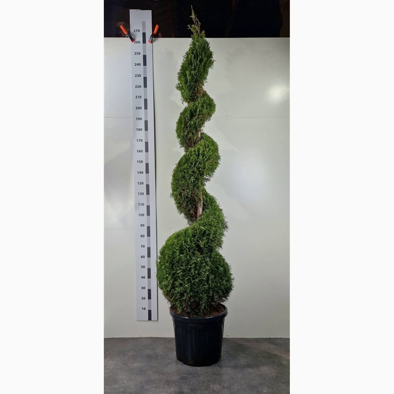 Thuja – Thuja occidentalis 'Smaragd' - 230-240 CM Spiral Cont.