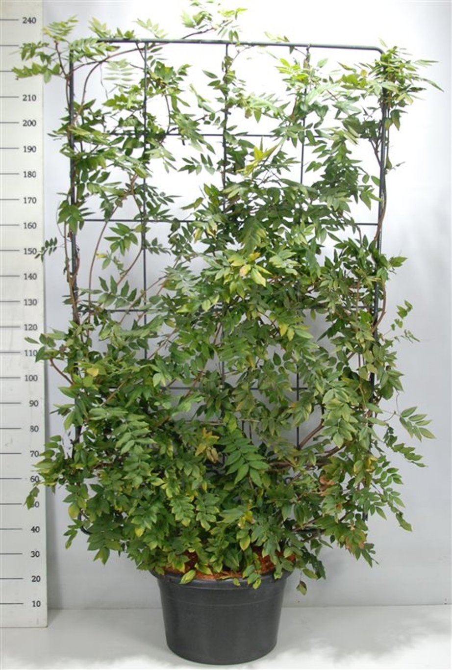 Japansk blåregn – Wisteria brachybotrys &