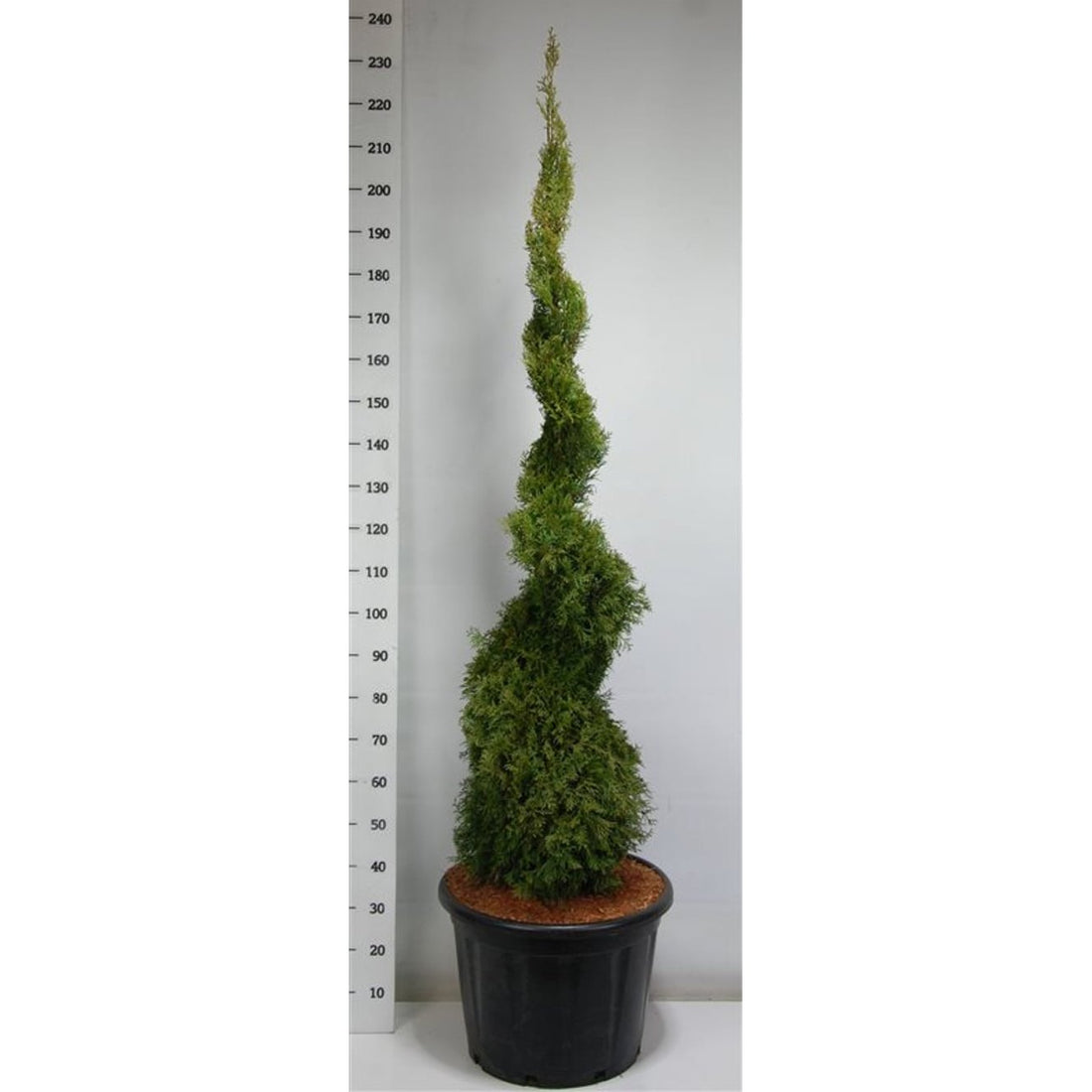 Thuja – Thuja occidentalis &