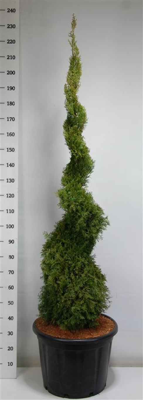 Thuja – Thuja occidentalis 'Smaragd' - C65 150-175 cm. Spiraal