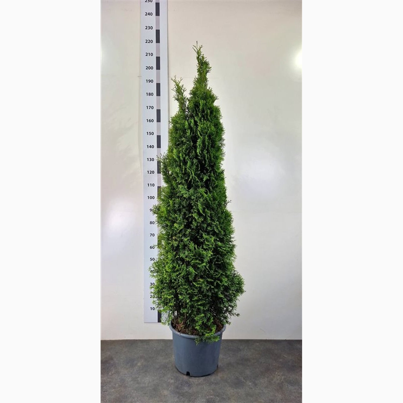 Thuja – Thuja occidentalis 'Smaragd' - C20 180-200 CM