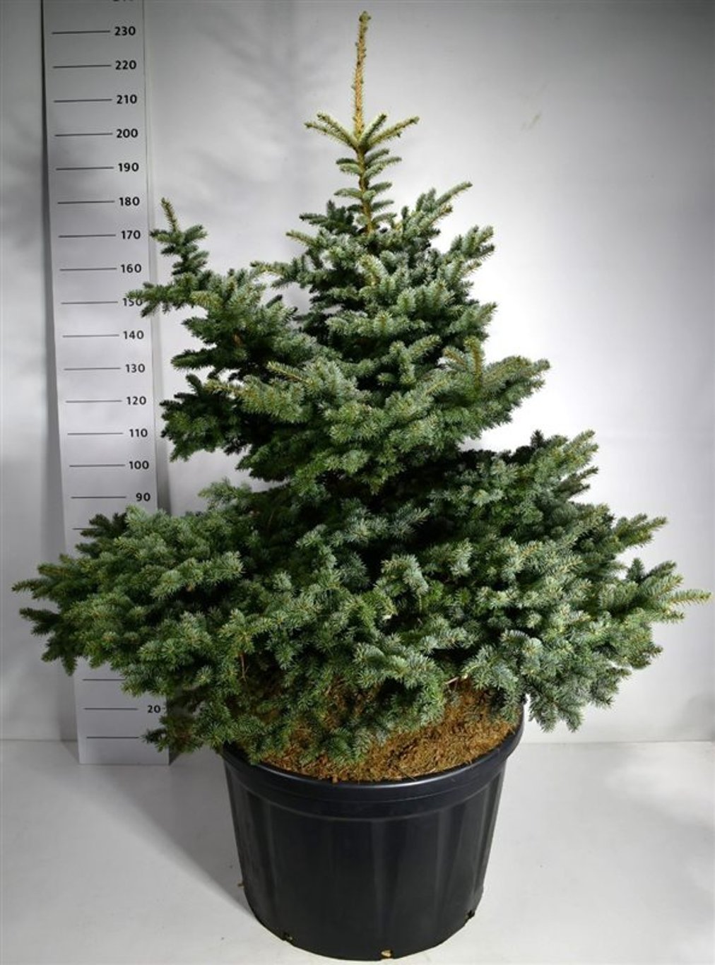 Blågran – Picea pungens &
