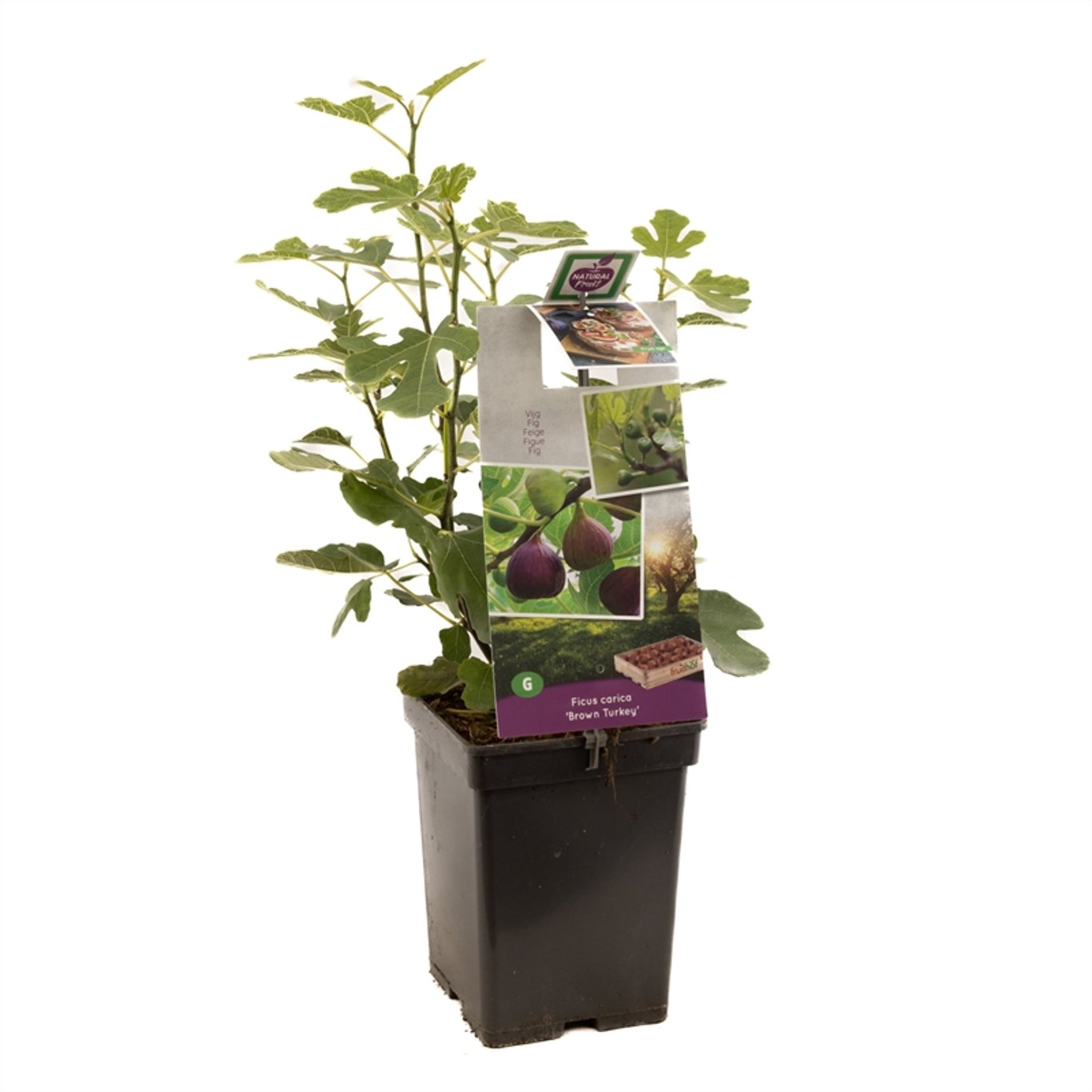 Fikon – Ficus carica 'Brown Turkey' - C5