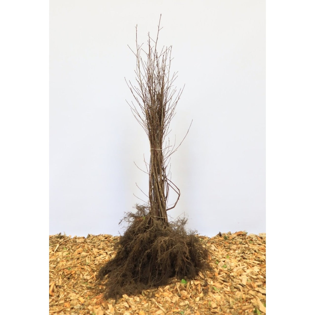 Brakved – Frangula alnus - 60-100 CM bare root 1/1