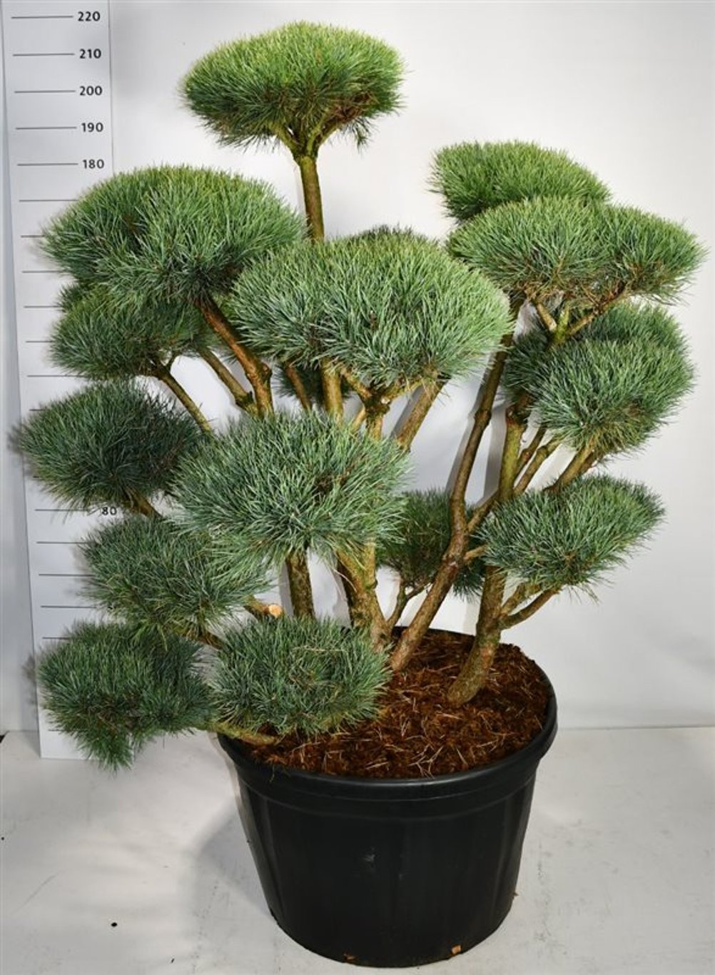 Tall – Pinus sylvestris 'Watereri' - C230 125-150 cm. Bonsai