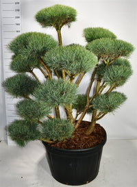 Tall – Pinus sylvestris 'Watereri' - C230 125-150 cm. Bonsai
