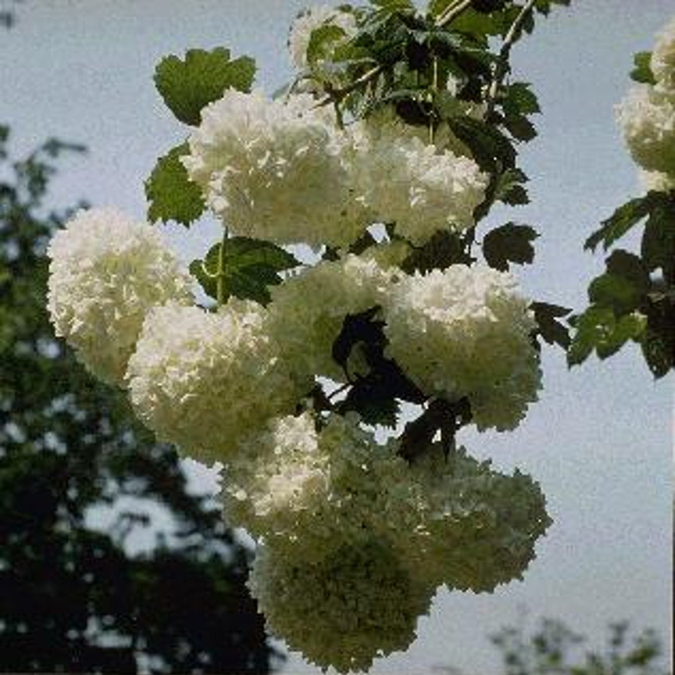 Skogsolvon – Viburnum opulus &