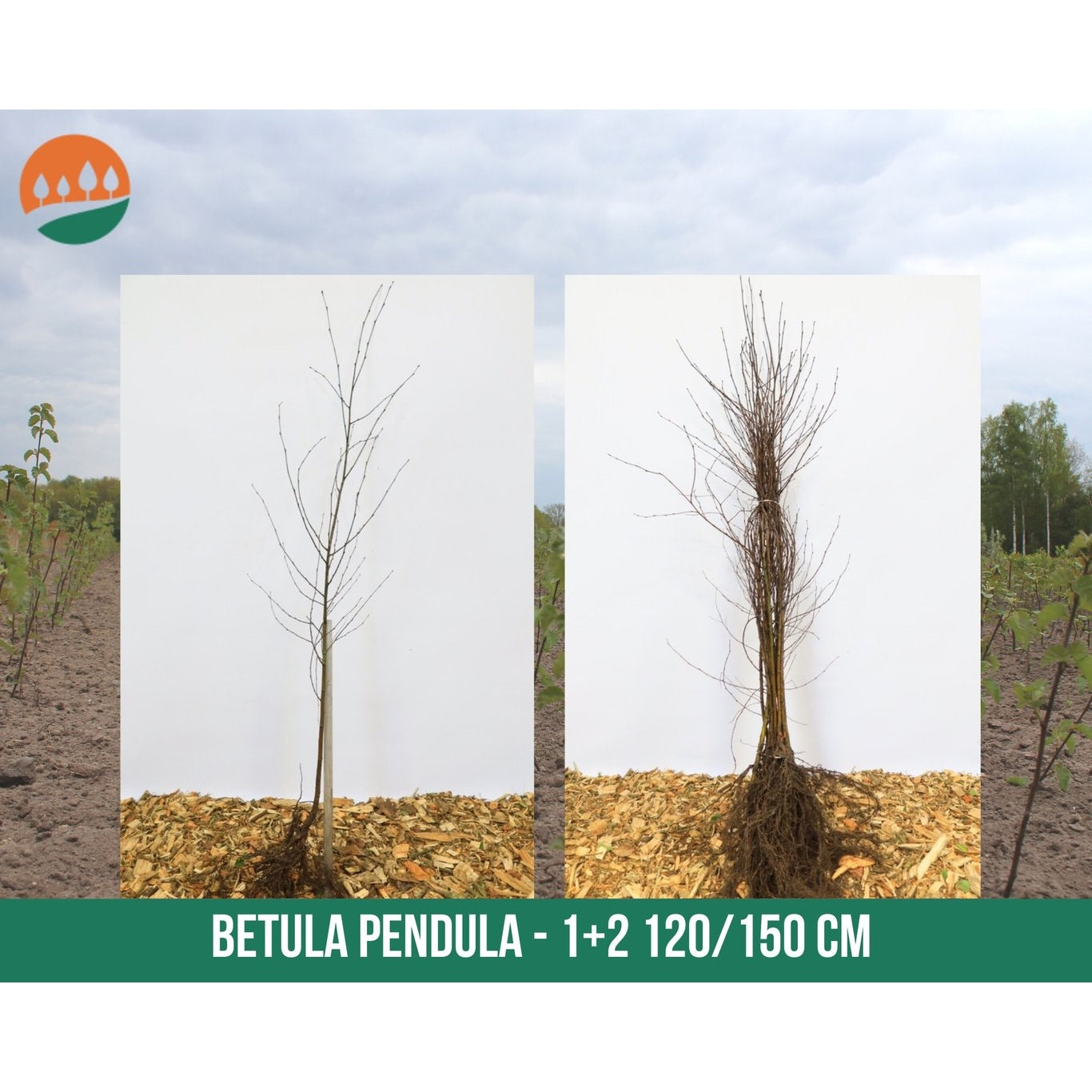 Hängbjörk – Betula pendula - 120-150 CM bare root 1/1