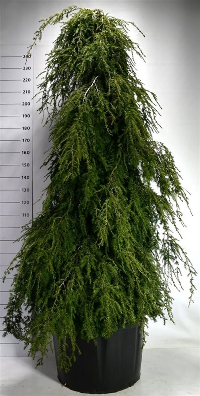 Hemlock – Tsuga canadensis &