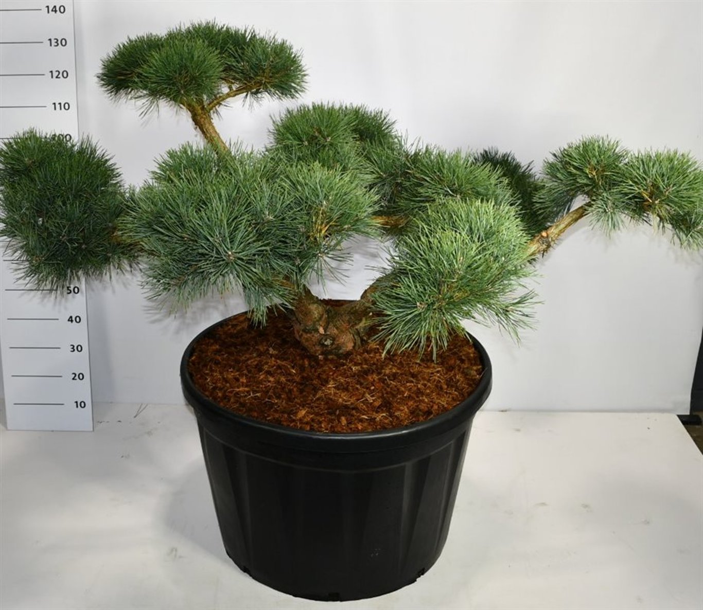 Tall – Pinus sylvestris 'Repens' - C230 150-175 cm. Bonsai